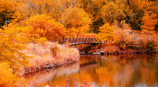 Capturing the Colors of Autumn: A Beginner's Guide to Fall Photography
