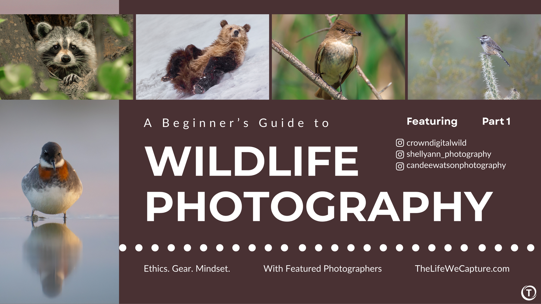 Wildlife Photography: Ethics, Gear, and the Mindset That Matters
