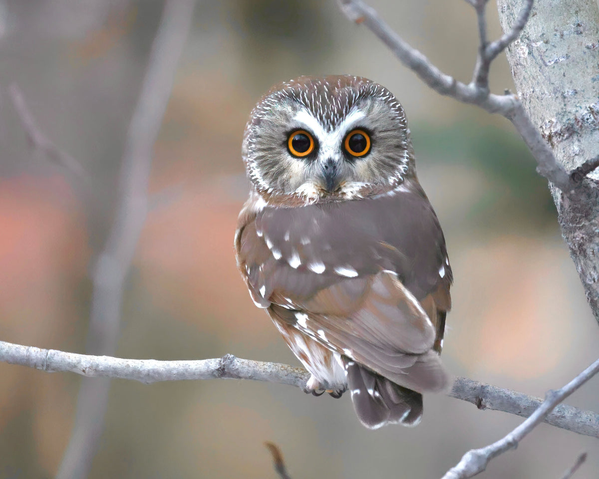 Wild Encounters: Photographic Exploration of Nature's Beauty - Jennil Modar