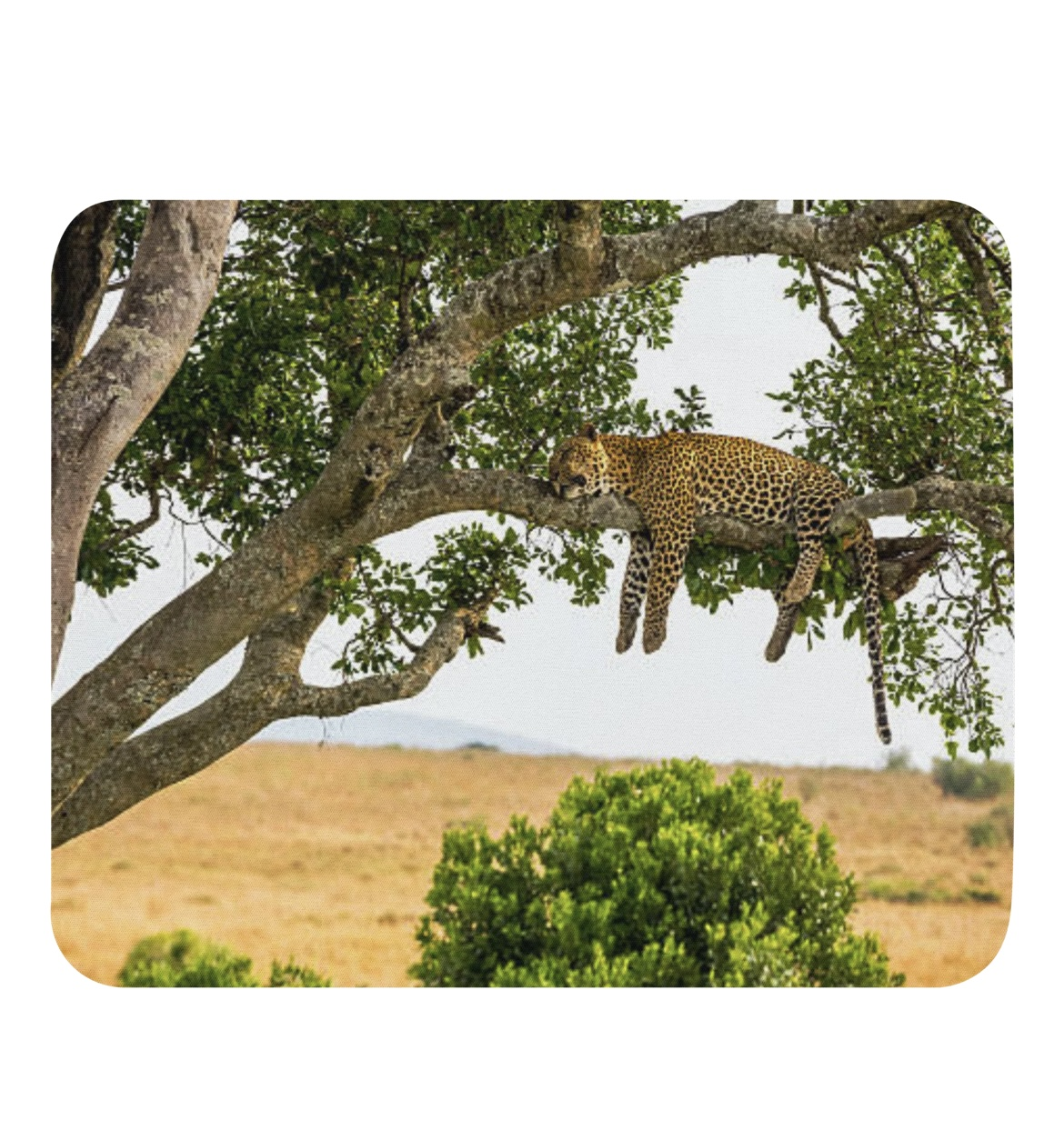 Photography Products | Padded Mousepads | TheLifeWeCapture