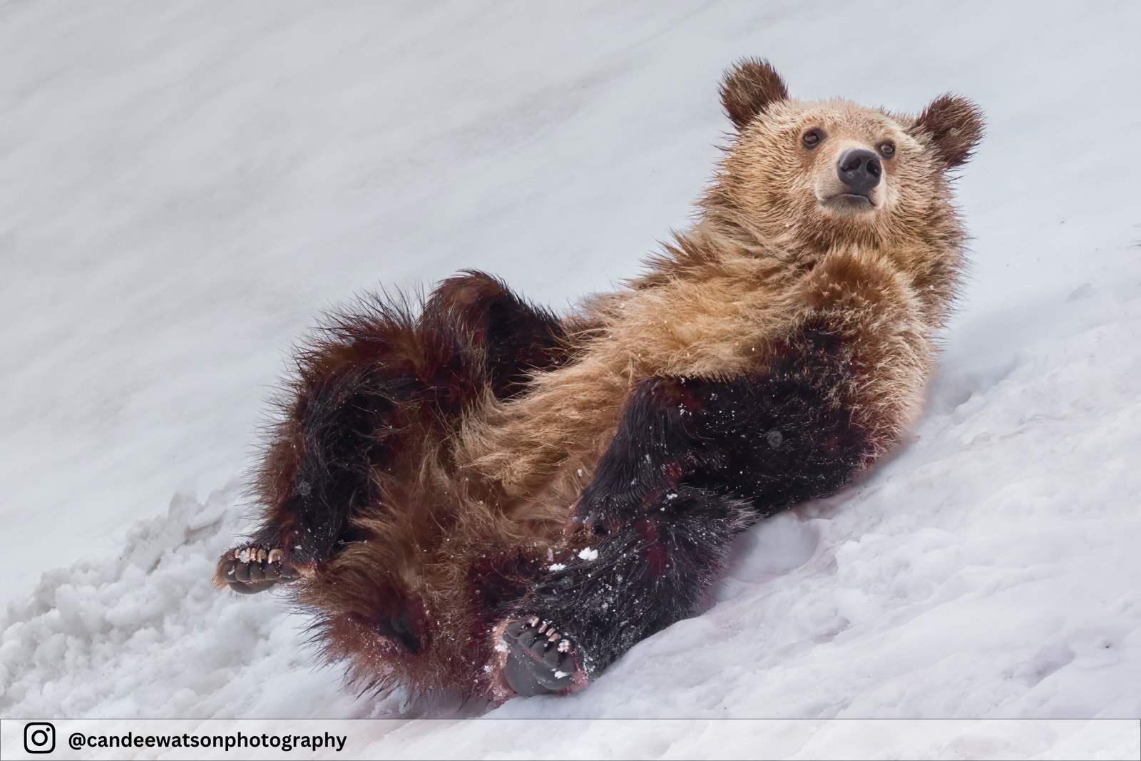 Wildlife Photography Article