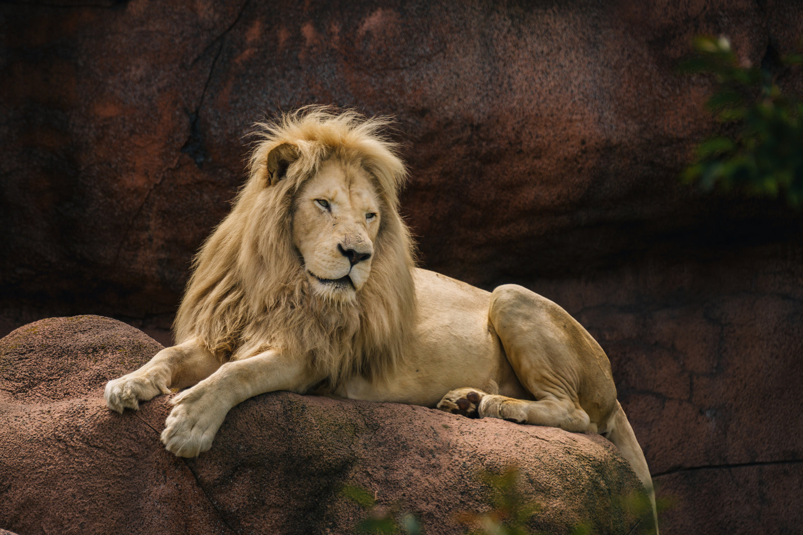 Wildlife Photography Guide